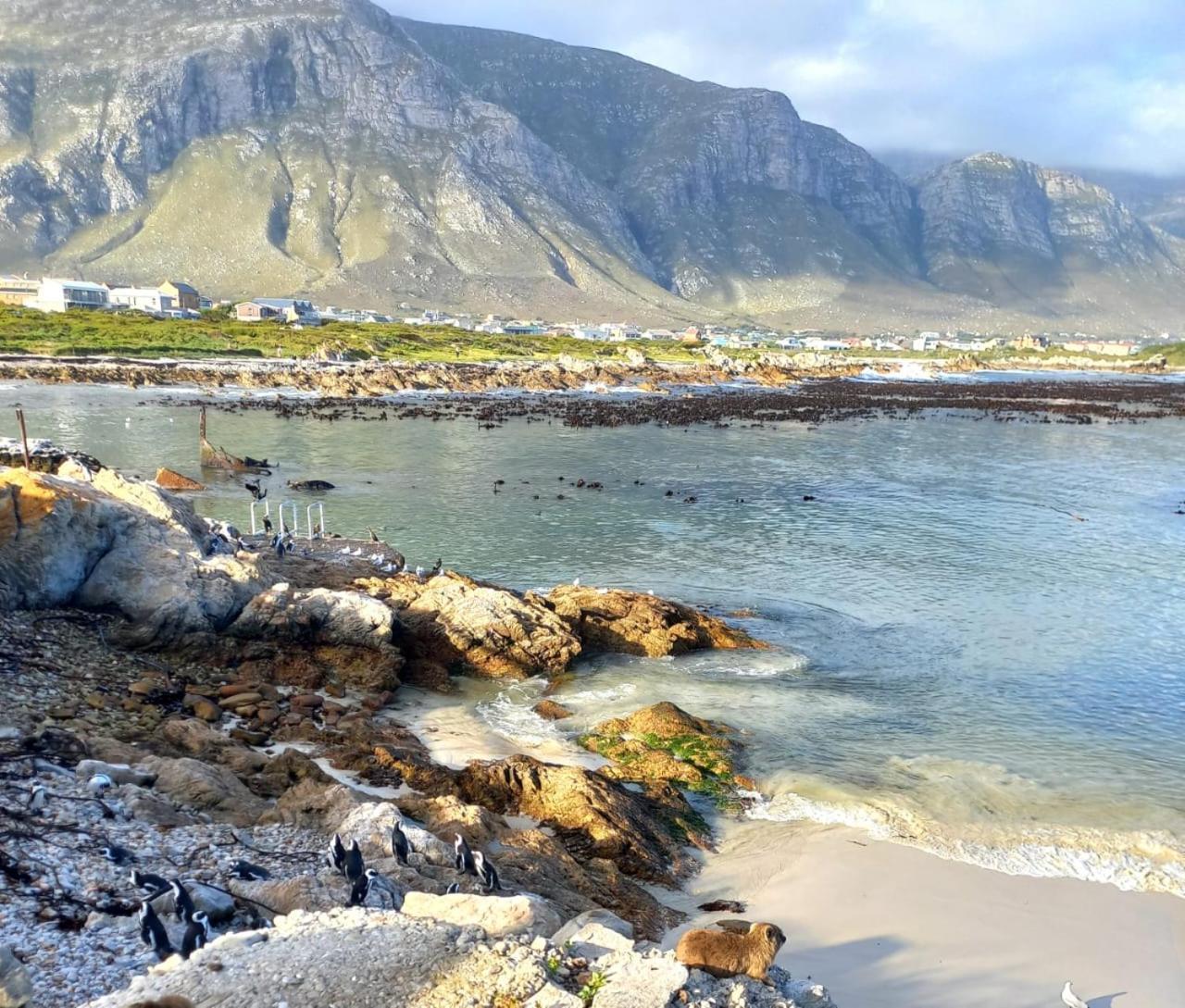 Nivenia Beach House Bettyʼs Bay Exterior foto
